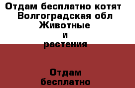 Отдам бесплатно котят - Волгоградская обл. Животные и растения » Отдам бесплатно   . Волгоградская обл.